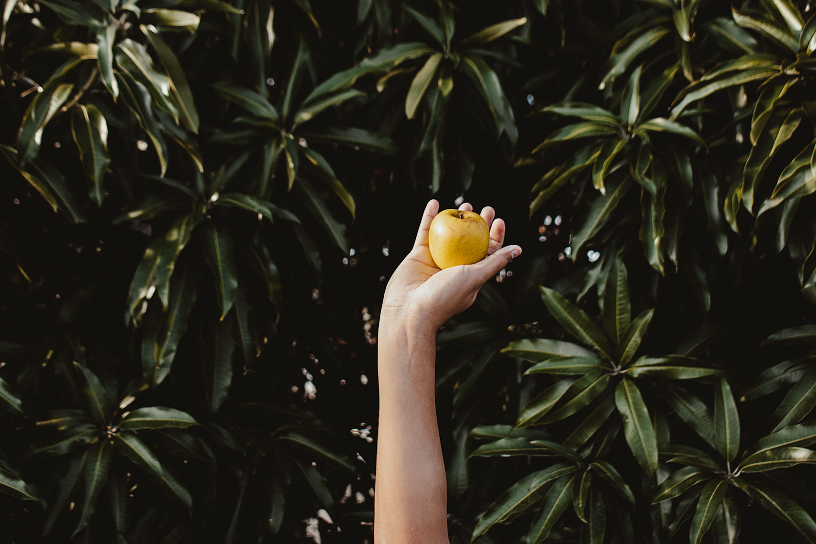 SEO-laaghangend-fruit